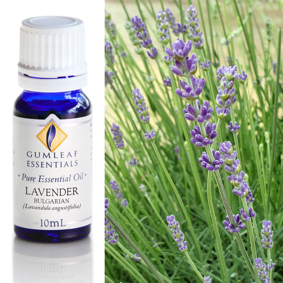 Gumleaf Pure Essential Oil - Bulgarian Lavender