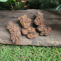 Coprolite (Fossilised Poo) Jurassic Period