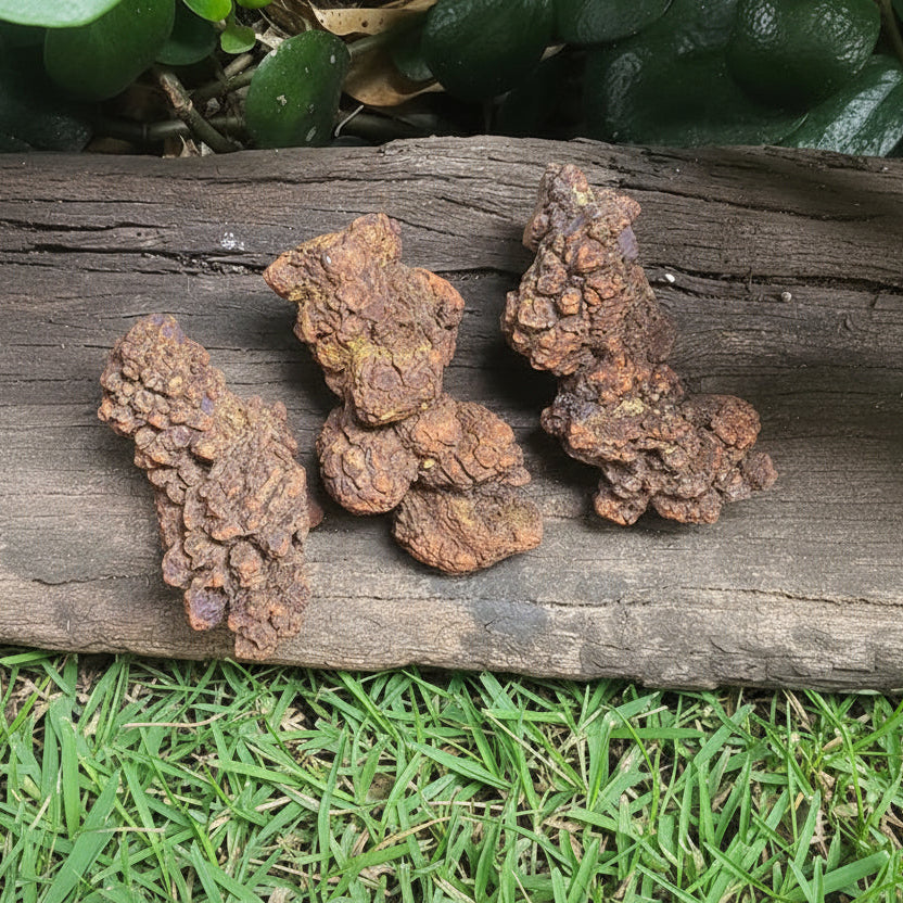 Coprolite (Fossilised Poo) Jurassic Period