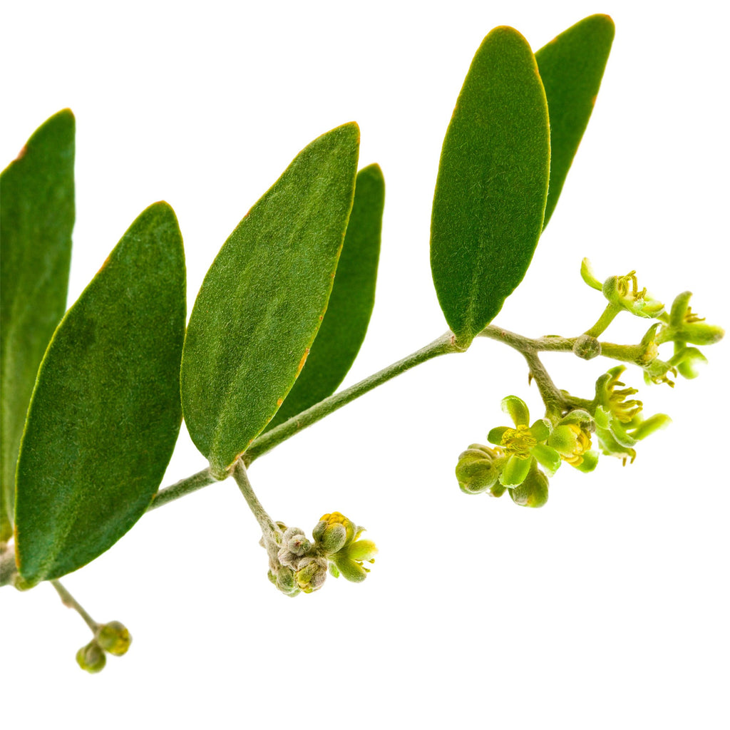 Jojoba Carrier Oil