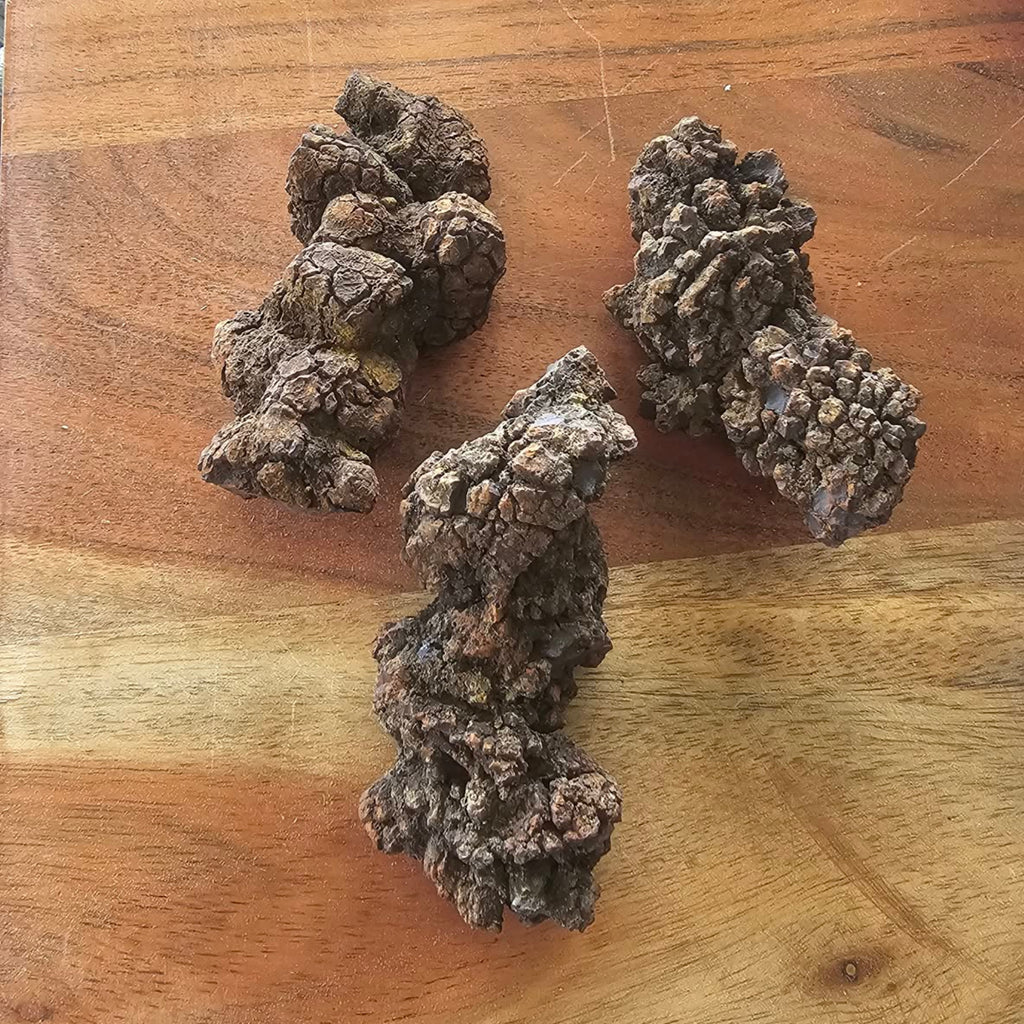 Coprolite (Fossilised Poo) Jurassic Period