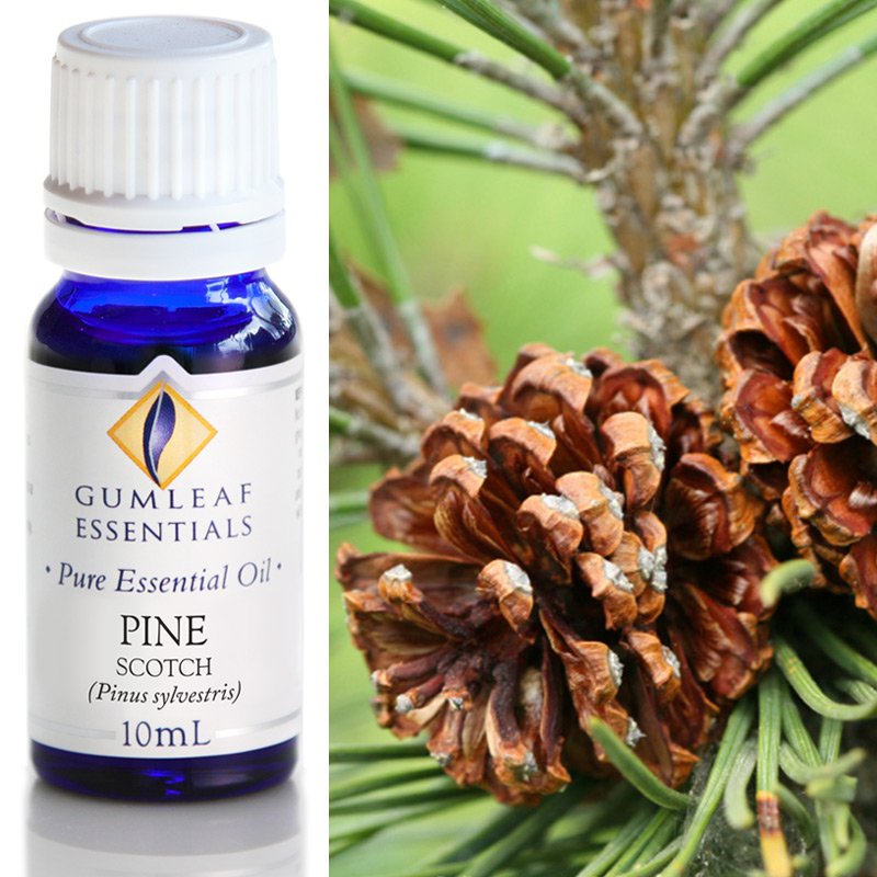 Gumleaf Pure Essential Oil - Pine Scotch