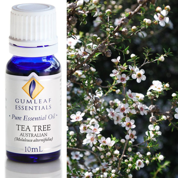 Gumleaf Pure Essential Oil - Australian Tea Tree