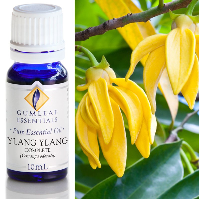 Gumleaf Pure Essential Oil - Ylang Ylang