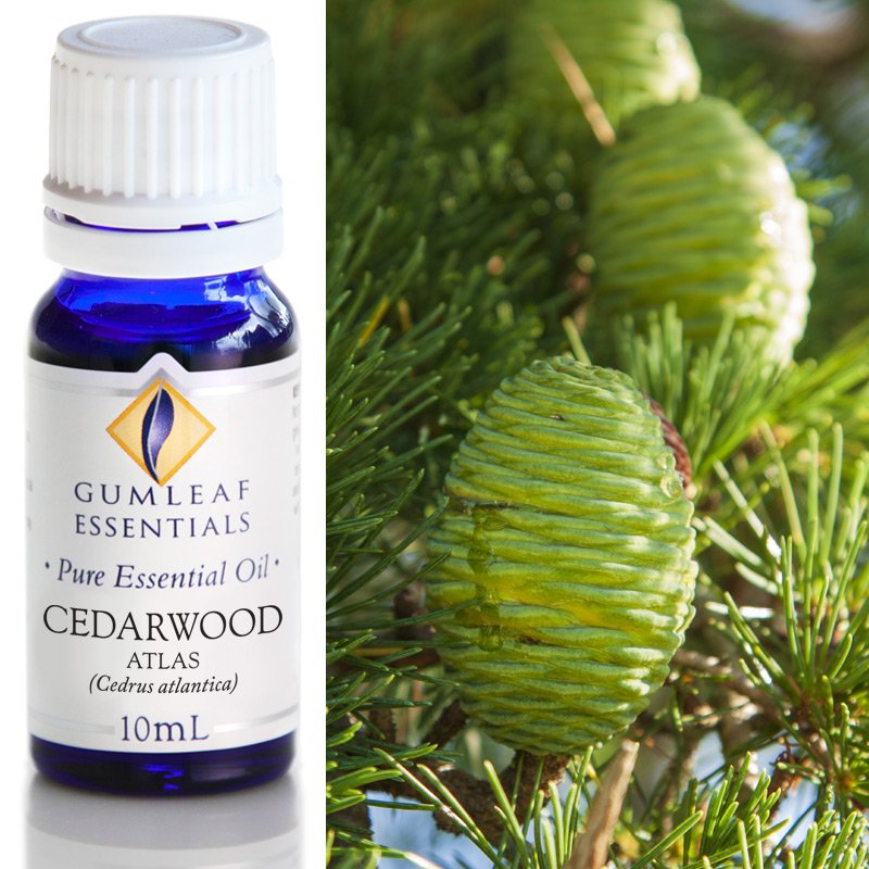 Gumleaf Pure Essential Oil - Atlas Cedarwood