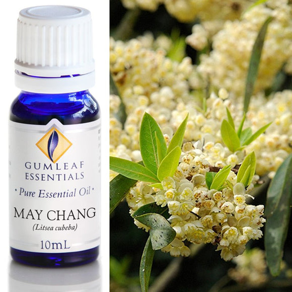 Gumleaf Pure Essential Oil - May Chang