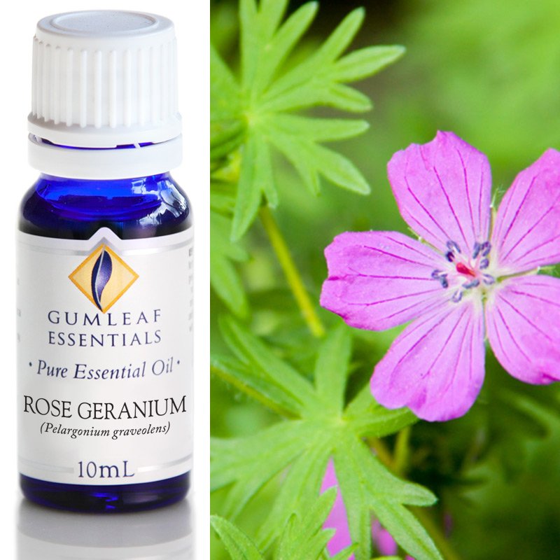 Gumleaf Pure Essential Oil - Rose Geranium