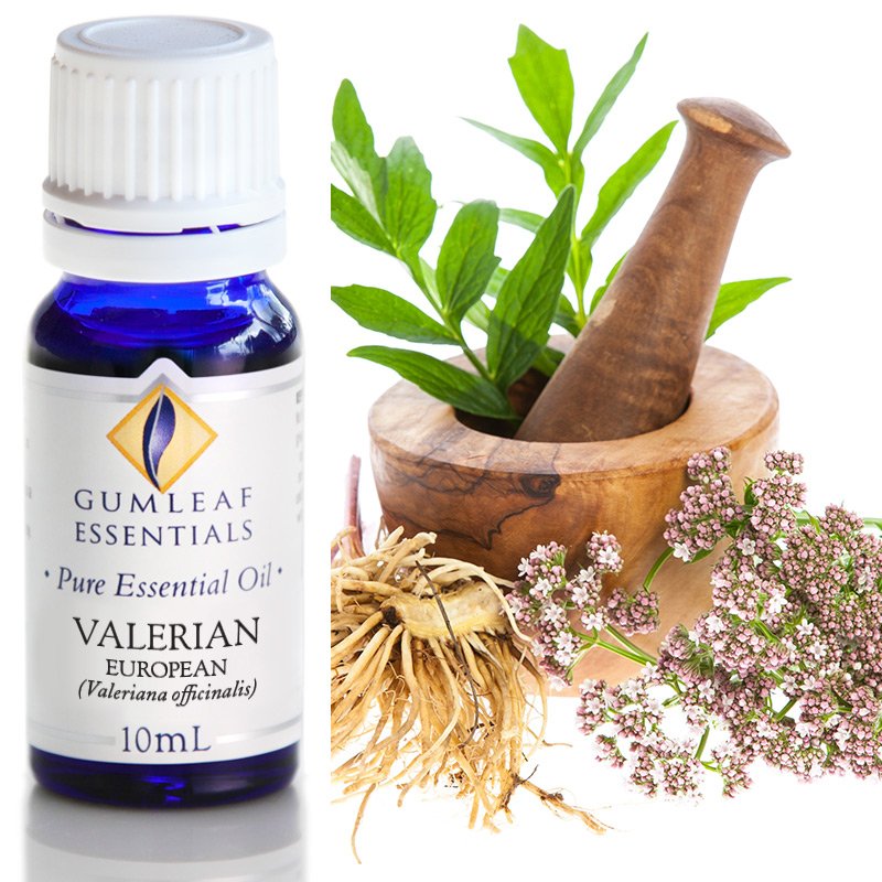 Gumleaf Pure Essential Oil - European Valerian