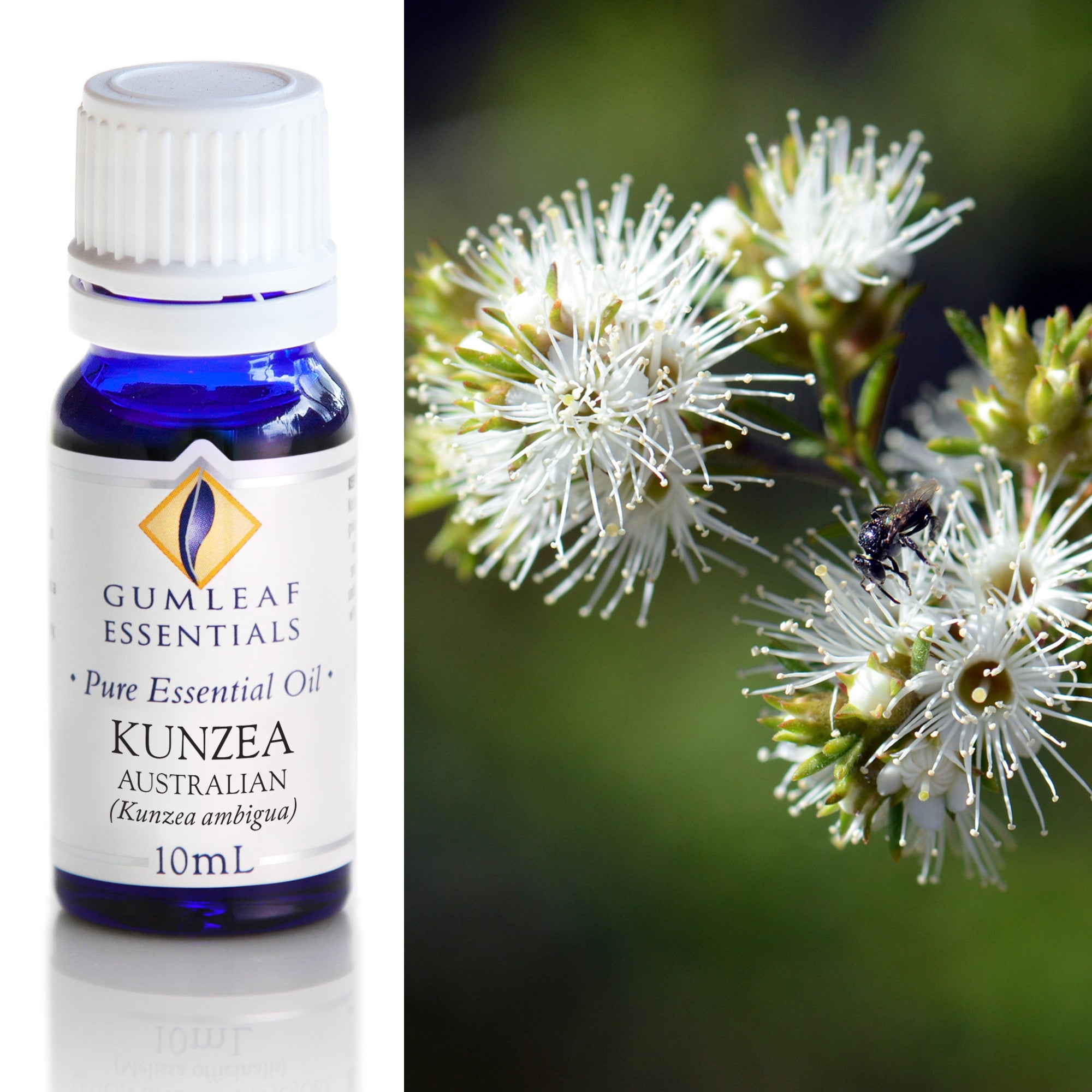 Gumleaf Pure Essential Oil - Kunzea