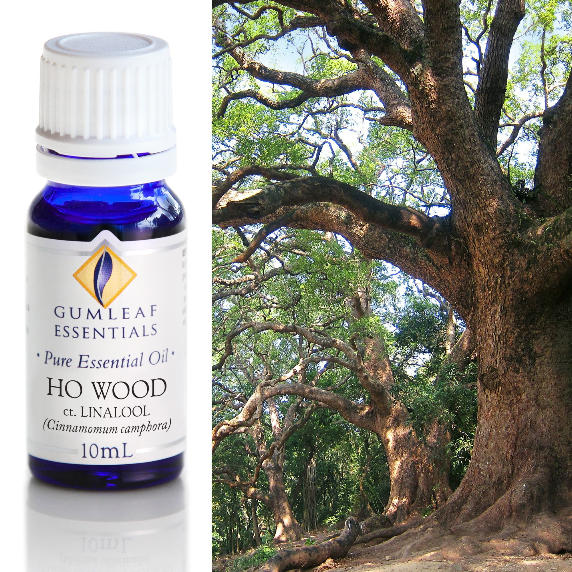 Gumleaf Pure Essential Oil - Ho Wood