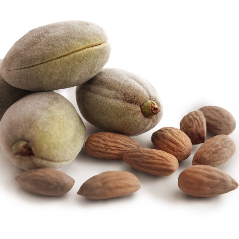 Gumleaf Sweet Almond - Vegetable Carrier Oil