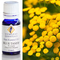 Gumleaf Pure Essential Oil - Blue Tansy 3% in Jojoba