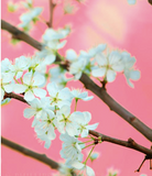 Cherry Blossom Fragrant Oil